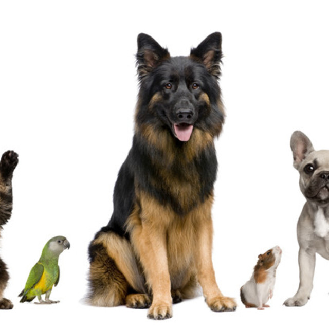 2e édition des Rencontres Animales 