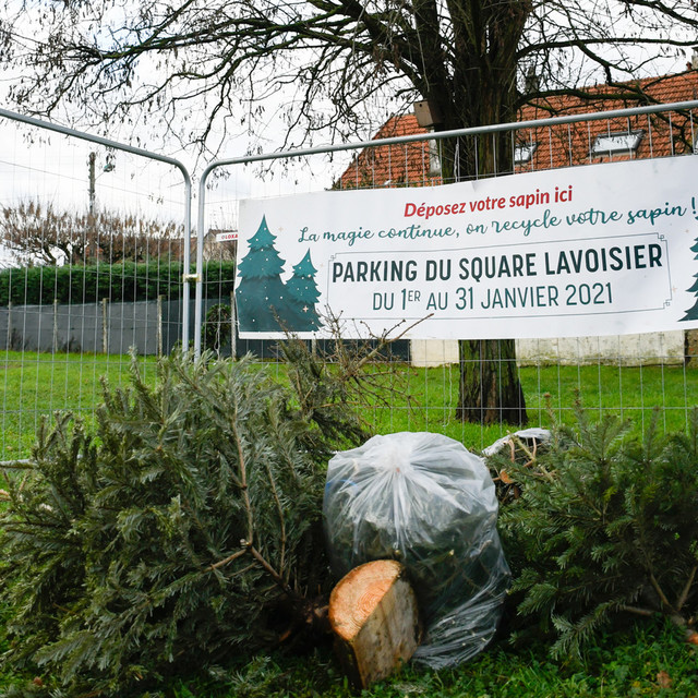 Collecte des sapins