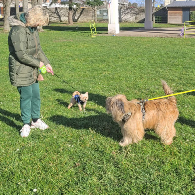 Parc Saint-Michel ouvert aux chiens : le test prolongé jusqu’en décembre