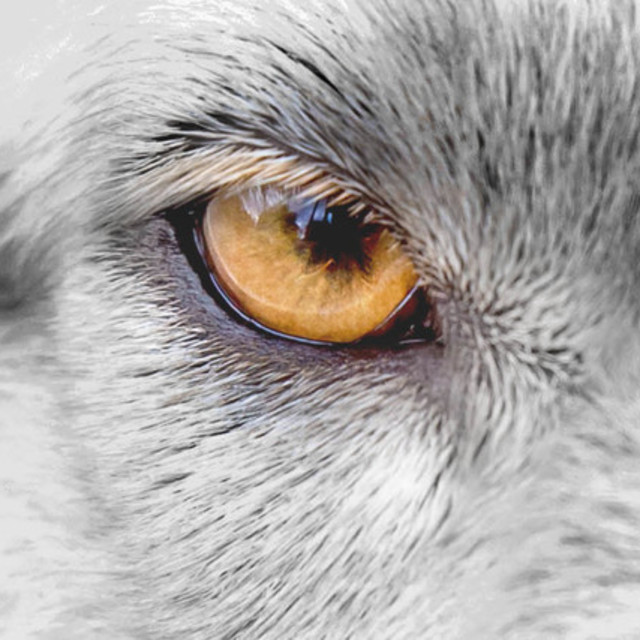 loup