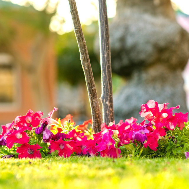 Pied d'arbre fleuri