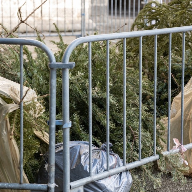 Dépot sapins de Noël