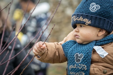 Une naissance = un arbre