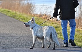 Essonne : Huit communes engagées ont reçu le label régional « Ville amie des animaux » / 20 minutes.fr