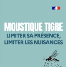 Moustique Tigre