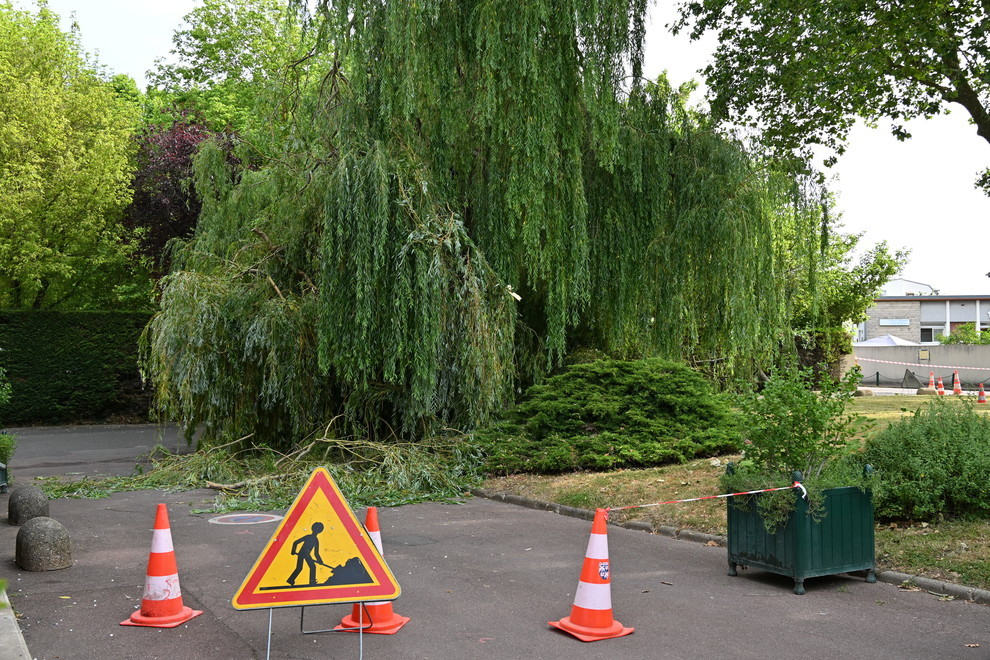 Saule pleureur