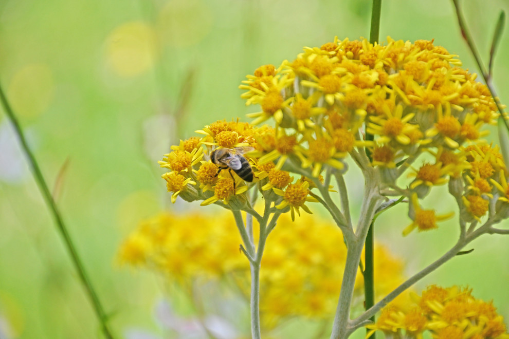 Fleur Fleur