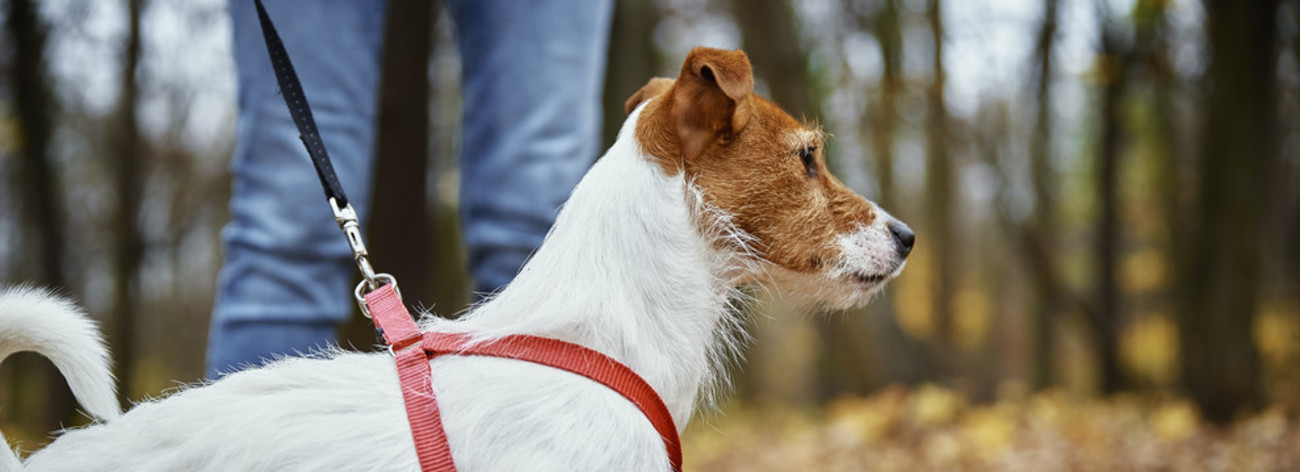 Test : Le Parc Saint-Michel ouvert aux chiens