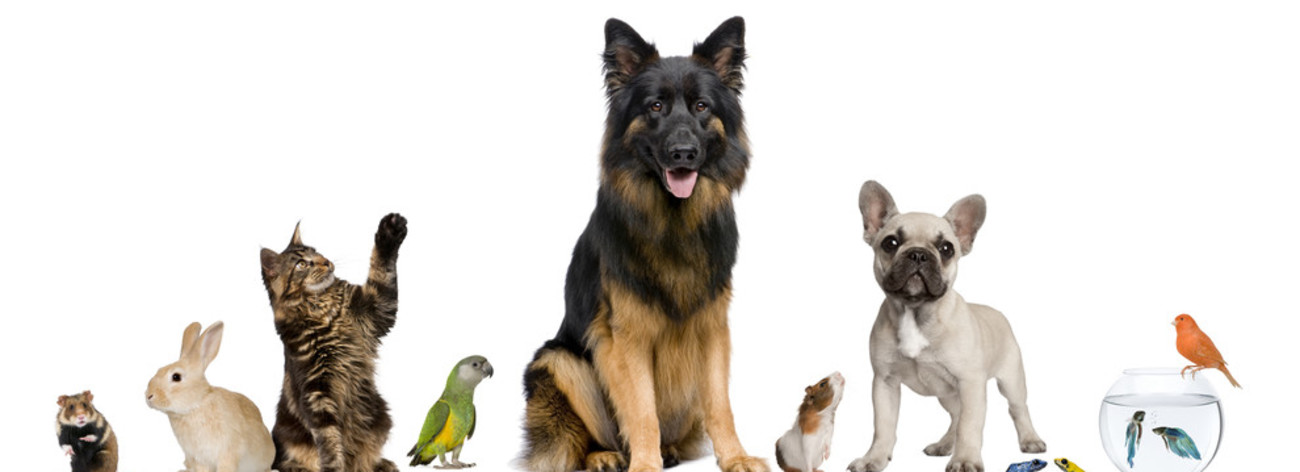 2e édition des Rencontres Animales