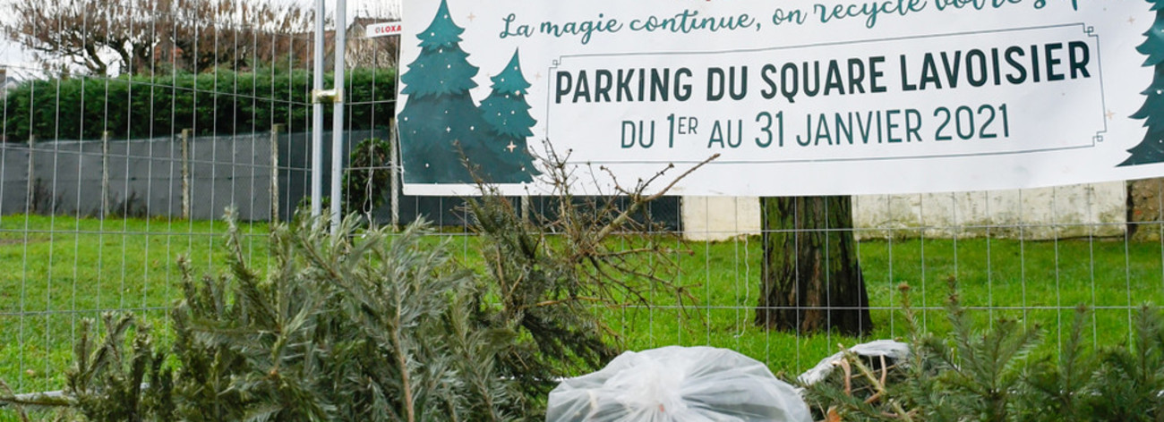 Collecte des sapins