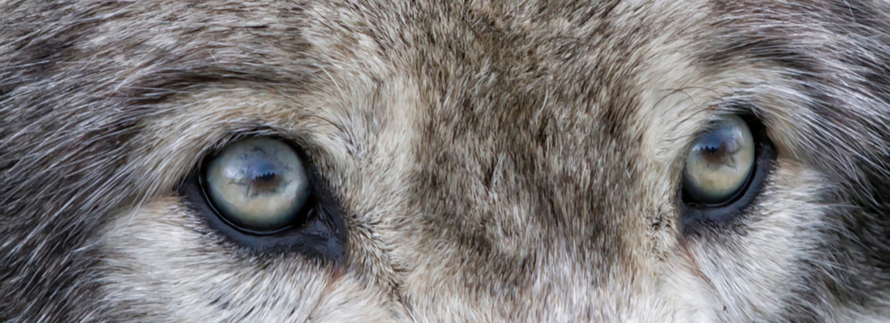 loup