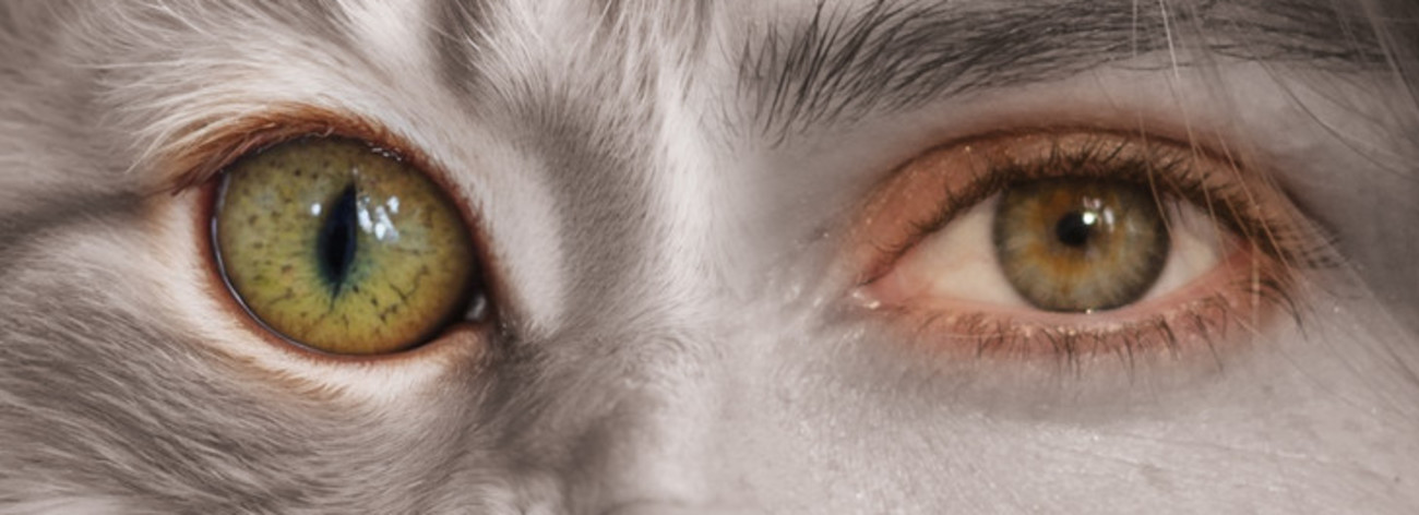 affiche des 3e Rencontres Animales