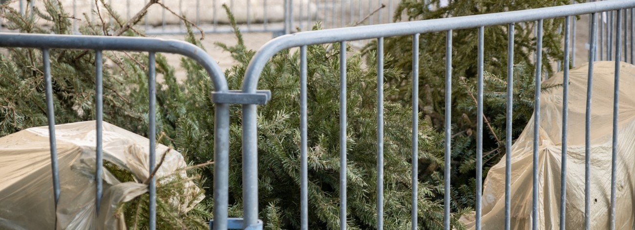 Dépot sapins de Noël