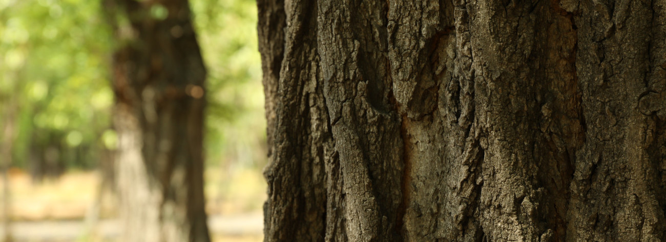Arbres