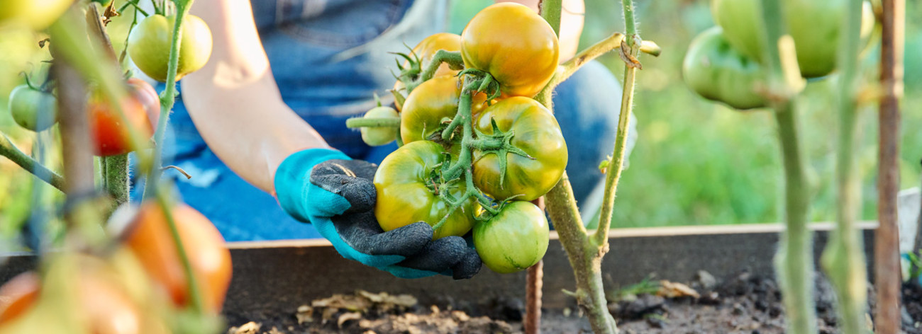 plantation tomates