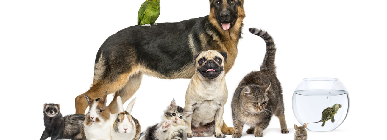 animaux domestiques