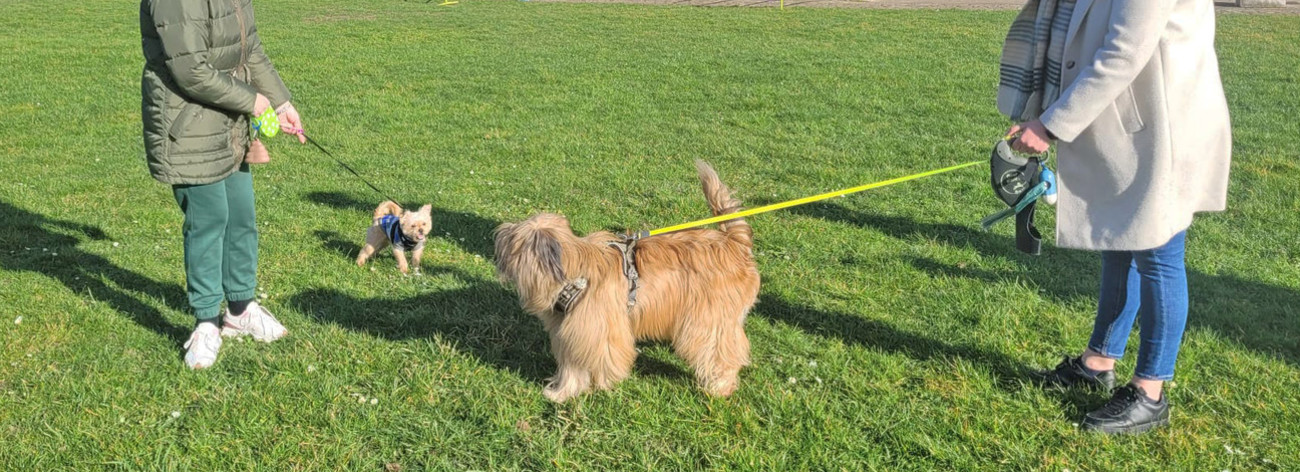 Promenade de chiens