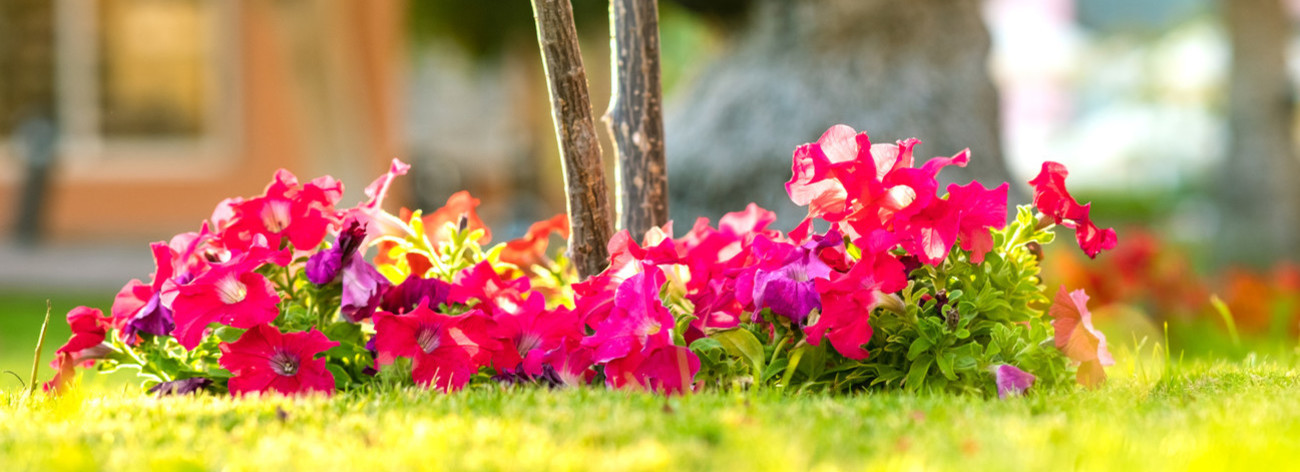 fleurs