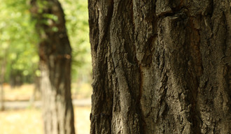 Arbres
