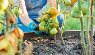 plantation tomates