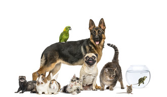 animaux domestiques
