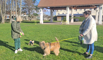 Promenade de chiens